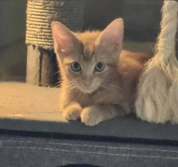 Pig Pen -  Domestic Short Hair Cat for Adoption in Phoenix, Arizona - Pig Pen | PetCurious