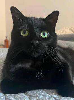 Princess Luna -  Domestic Short Hair Cat for Adoption in Montreal, Quebec - Princess Luna | PetCurious