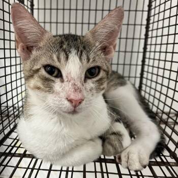Waddles -  Domestic Short Hair Cat for Adoption in Edinburg, Texas - Waddles | PetCurious