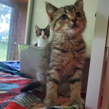 Brandy -  Domestic Short Hair Cat for Adoption in Hutchinson, Minnesota - Brandy | PetCurious