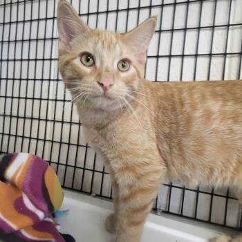 Rescue Domestic Short Hair Cats for Adoption in Chilton, Wisconsin - Crinkle | PetCurious