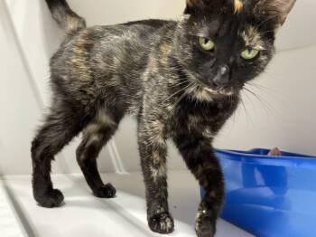 Skylar -  Domestic Short Hair Cat for Adoption in Ferndale, Michigan - Skylar | PetCurious