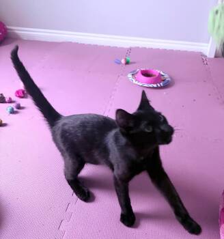 Domestic Short Hair Cats Available for Adoption - Pierre | PetCurious