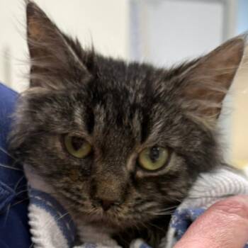 Domestic Medium Hair Cats Available for Adoption in Fort Smith, Arkansas - Peggy (26-2459) | PetCurious