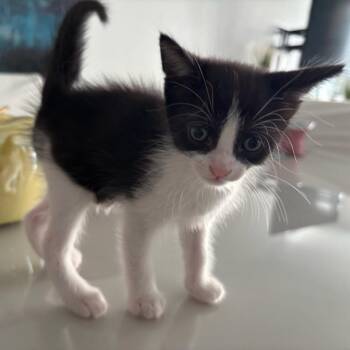 Berlioz -  Domestic Short Hair Cat for Adoption in Guaynabo, Guaynabo - Berlioz | PetCurious