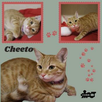 Cheeto (Kitten) -  Tabby Cat for Adoption in Lindsay, California - Cheeto (Kitten) | PetCurious