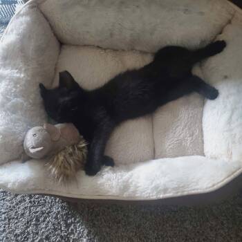 Lazarus -  Domestic Short Hair Cat for Adoption in Cleveland, Ohio - Lazarus | PetCurious
