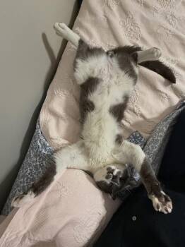 Fenway Frank -  Domestic Short Hair Cat for Adoption in East Hartford, Connecticut - Fenway Frank | PetCurious