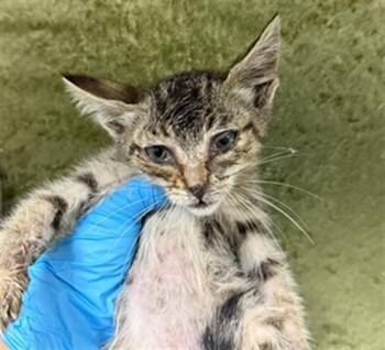 MINNOW -  Domestic Short Hair Cat for Adoption in Riverside, California - MINNOW | PetCurious