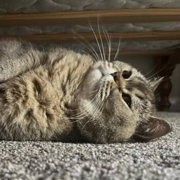 Tess -  British Shorthair and Scottish Fold Cat for Adoption in Neffsville, Pennsylvania - Tess | PetCurious