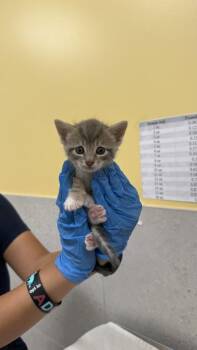 Domestic Short Hair Cats Available for Adoption in Honolulu, Hawaii - Pumpernickel | PetCurious
