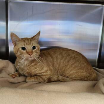 Jasper -  Domestic Short Hair Cat for Adoption in Walker, Michigan - Jasper | PetCurious