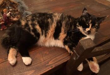 Calico Cats Available for Adoption - Millie  | PetCurious