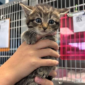 Domestic Short Hair Cats Available for Adoption in Washington, District Of Columbia - Peachy | PetCurious