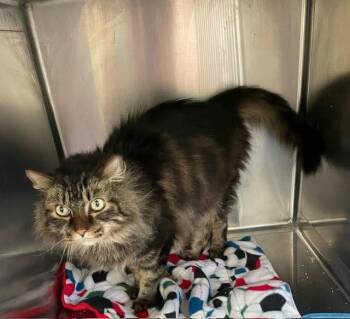 Rescue Domestic Long Hair and Tabby Cats for Adoption in Mitchell, South Dakota - Cheerio - Fluffy Black & Tan - Foster Care | PetCurious
