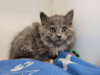 Verra -  Domestic Short Hair Cat for Adoption in Delson, Quebec - Verra | PetCurious