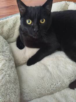 Domestic Short Hair Cats Available for Adoption - Basil | PetCurious