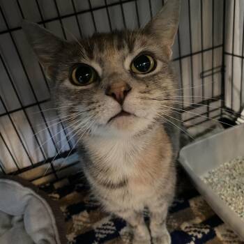 Naomi 2 -  Domestic Short Hair Cat for Adoption in New York, New York - Naomi 2 | PetCurious