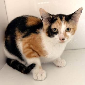 Sassy -  Domestic Short Hair Cat for Adoption in Warrensburg, Missouri - Sassy | PetCurious