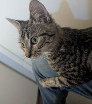 Catherine -  Domestic Short Hair Cat for Adoption in Tucson, Arizona - Catherine | PetCurious