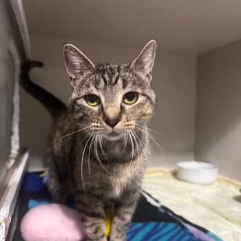 Morticia -  Domestic Short Hair Cat for Adoption in Hutchinson, Minnesota - Morticia | PetCurious