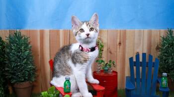Rescue Domestic Short Hair Cats for Adoption in Lucas, Texas - Baby Spice | PetCurious