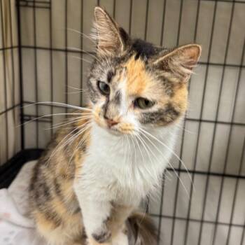 Fiesta -  Domestic Short Hair Cat for Adoption in Normal, Illinois - Fiesta | PetCurious