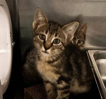 Lorelei -  Domestic Short Hair Cat for Adoption in Des Moines, Iowa - Lorelei | PetCurious
