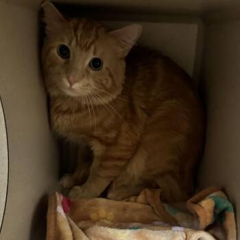 Kerb -  Domestic Medium Hair Cat for Adoption in Louisville, Kentucky - Kerb | PetCurious