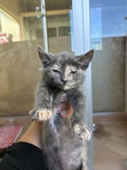Cobweb -  Domestic Short Hair Cat for Adoption in Kennewick, Washington - Cobweb | PetCurious