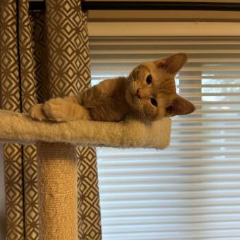 Sascha -  Domestic Short Hair Cat for Adoption in Carmel, Indiana - Sascha | PetCurious