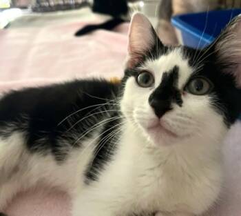Rescue Domestic Short Hair Cats for Adoption in Anderson, Indiana - Domino | PetCurious