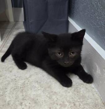 Domestic Short Hair Cats Available for Adoption in Gresham, Wisconsin - CASSIDY | PetCurious
