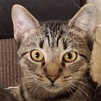 Rescue Domestic Short Hair Cats for Adoption in South Houston, Texas - Bean 2025 | PetCurious