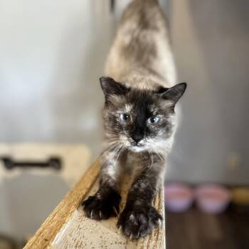 Rescue Siamese Cats for Adoption in Nampa, Idaho - Hildegard | PetCurious
