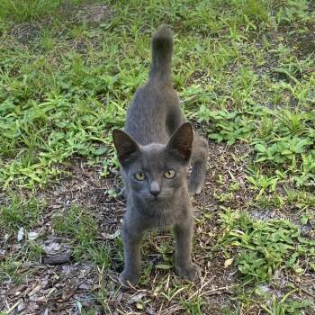 Rescue Domestic Short Hair Cats for Adoption in Santa Rosa Beach, Florida - Micah A25-218 | PetCurious