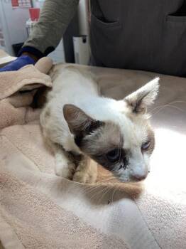 GYPSY -  Siamese and Domestic Short Hair Cat for Adoption in Long Beach, California - GYPSY | PetCurious