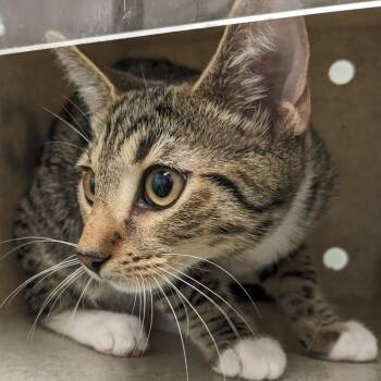 Skippy Junior -  Domestic Short Hair Cat for Adoption in Philadelphia, Pennsylvania - Skippy Junior | PetCurious