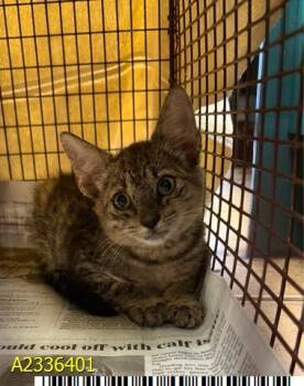 MIKEY -  Domestic Short Hair Cat for Adoption in West Palm Beach, Florida - MIKEY | PetCurious