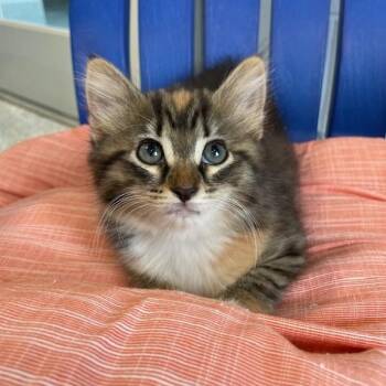Fiora -  Domestic Short Hair Cat for Adoption in Stafford, Virginia - Fiora | PetCurious