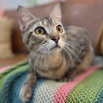 Kitty Kat Candy -  Tabby and Domestic Short Hair Cat for Adoption in Friendswood, Texas - Kitty Kat Candy | PetCurious