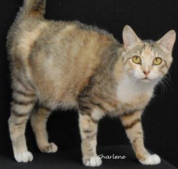 Rescue Torbie Cats for Adoption in Newland, North Carolina - Candace Flynn | PetCurious