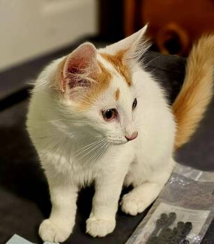 Kimi Alani -  Domestic Medium Hair Cat for Adoption in Chandler, Arizona - Kimi Alani | PetCurious