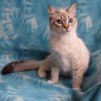Siamese Cats Available for Adoption in Eureka, California - Mayfly (52707) | PetCurious