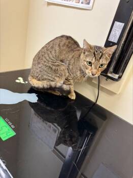Snuggles -  Domestic Short Hair Cat for Adoption in West Chester, Pennsylvania - Snuggles | PetCurious