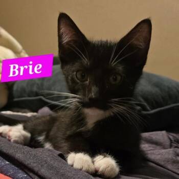 Brie -  Domestic Short Hair Cat for Adoption in Bentonville, Arkansas - Brie | PetCurious