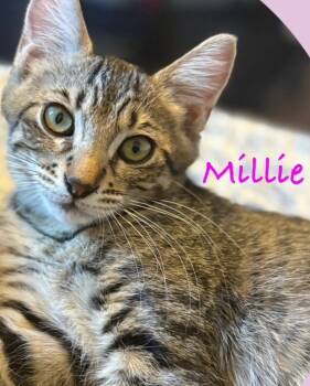 Rescue Tabby Cats for Adoption - Millie | PetCurious