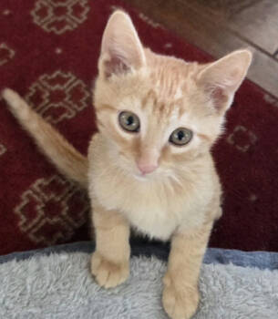 Rescue Domestic Short Hair Cats for Adoption in Encinitas, California - Ollie | PetCurious