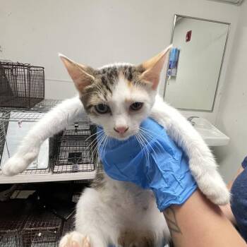 papi -  Domestic Short Hair Cat for Adoption in Philadelphia, Pennsylvania - Papi | PetCurious