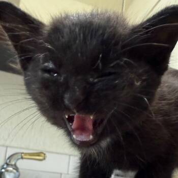 DaddyLongLegs -  Domestic Medium Hair Cat for Adoption in Klamath Falls, Oregon - DaddyLongLegs | PetCurious